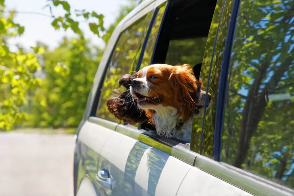 Deux chiens sortant la tête par la fenêtre d’une voiture