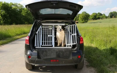 Grille de séparation pour chien : guide d&rsquo;achat et installation dans le coffre
